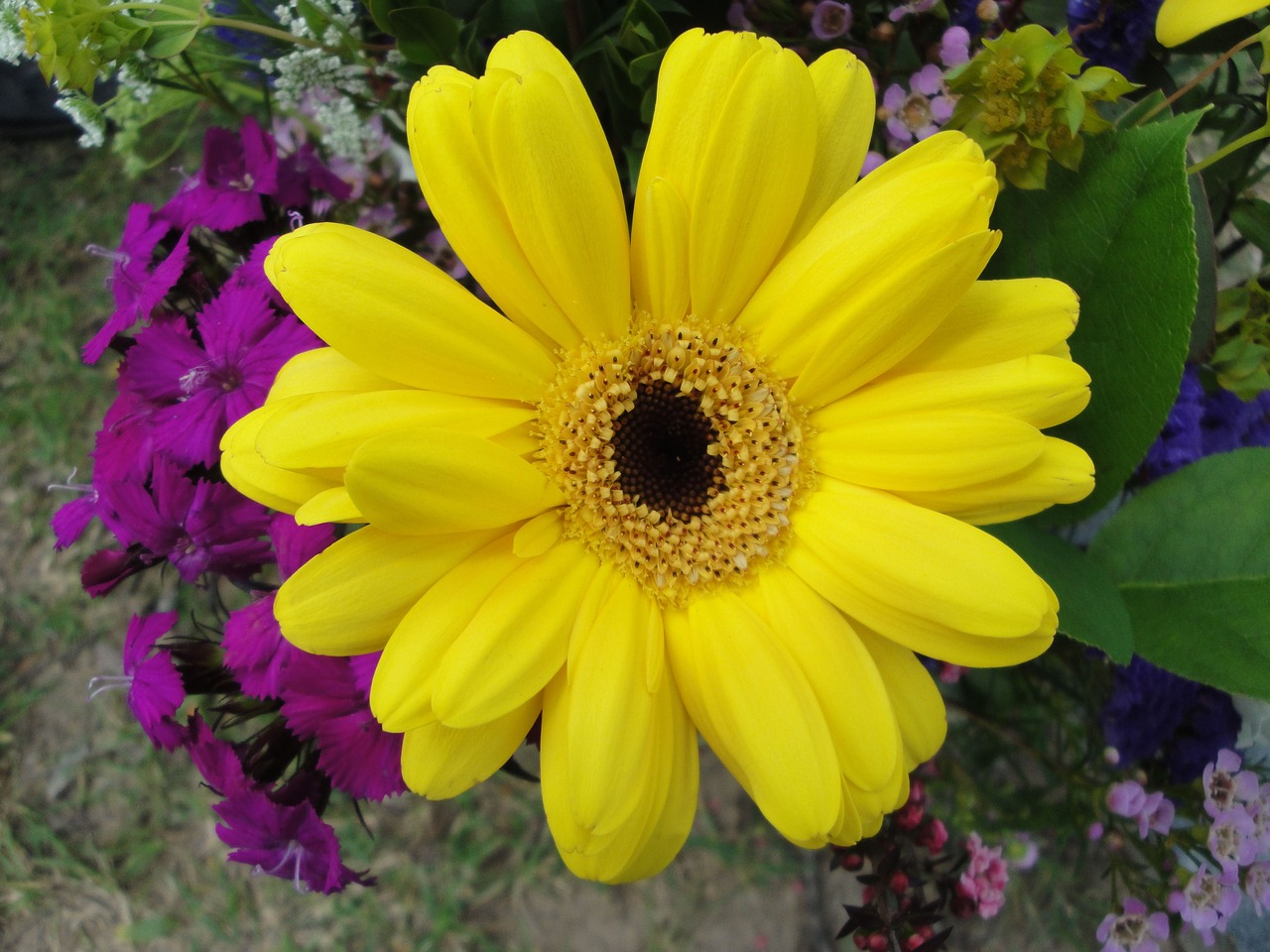 yellow flower blossom free photo