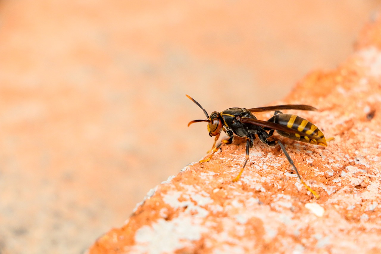 yellow bee animal free photo