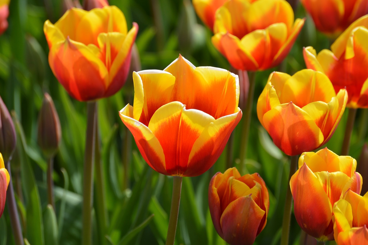 yellow red tulips free photo