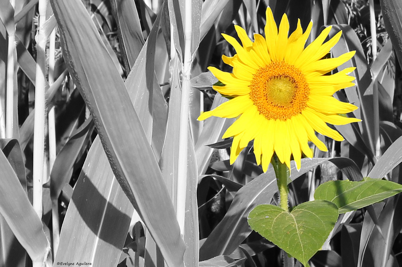 yellow flower yellow flower free photo