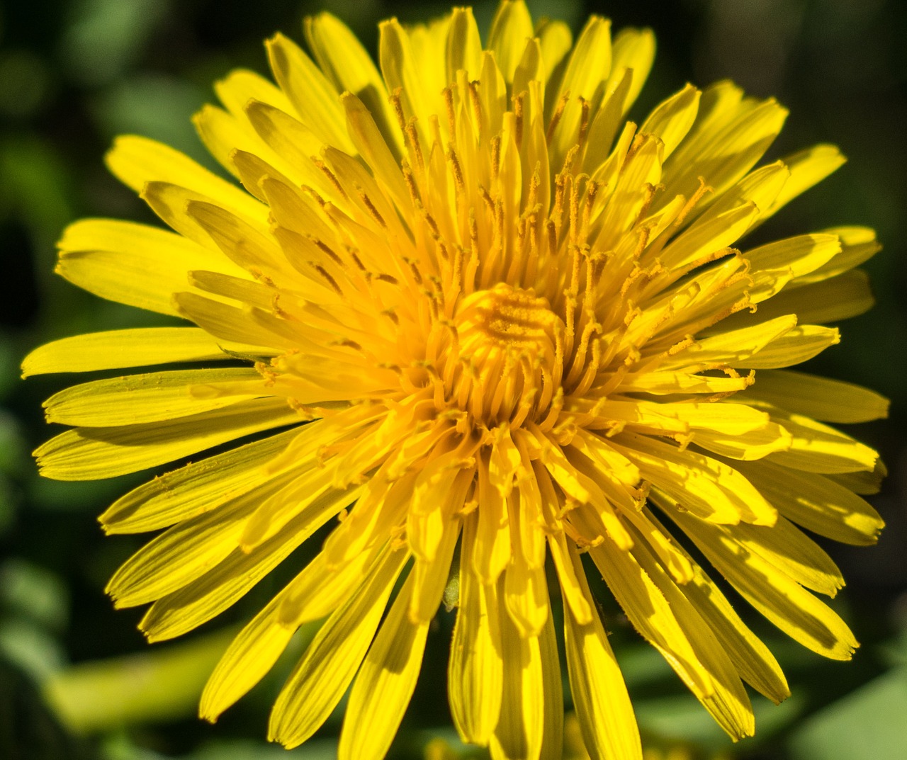 yellow wild flower nature free photo