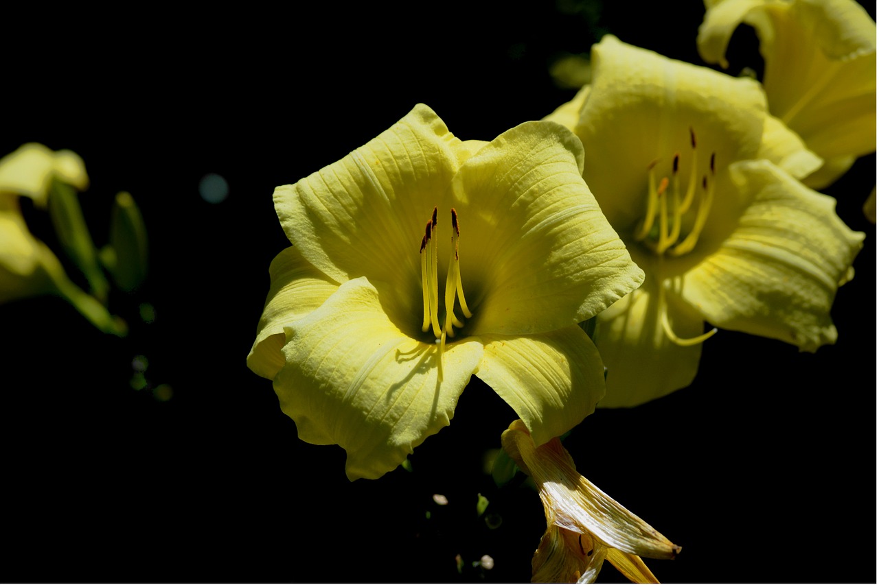 yellow tiger lily free photo