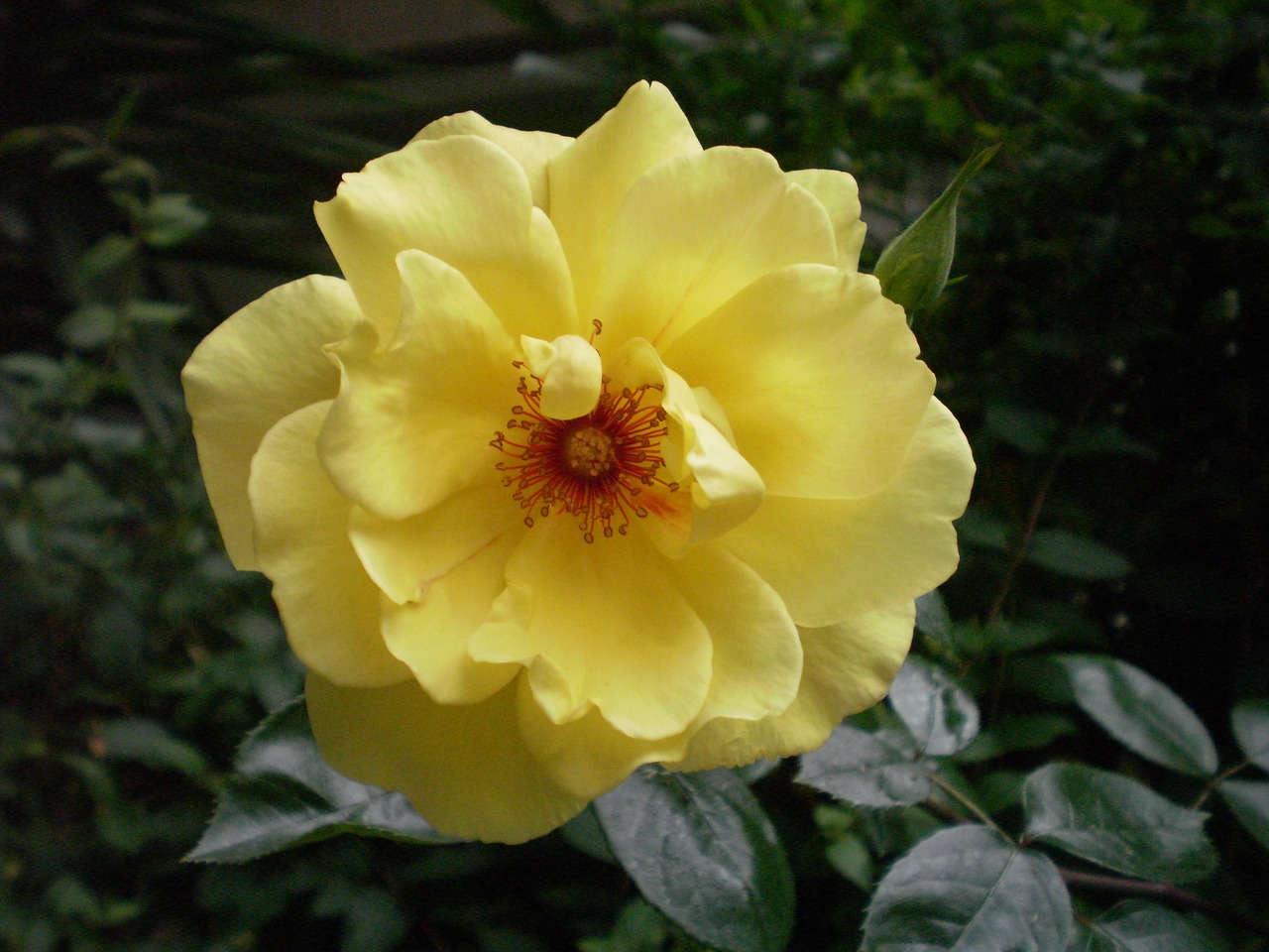 yellow rose flower free photo