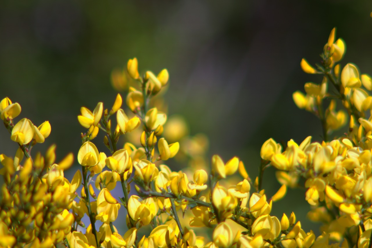 flowers yellow bush free photo