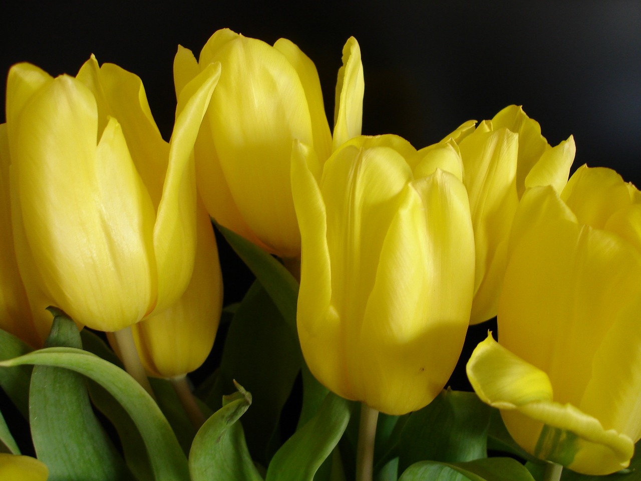 yellow tulip spring free photo