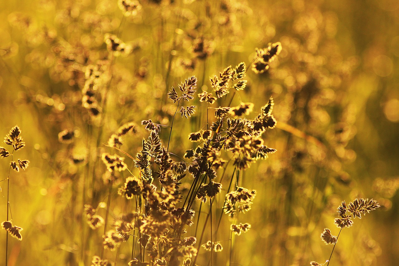 yellow summer beauty free photo