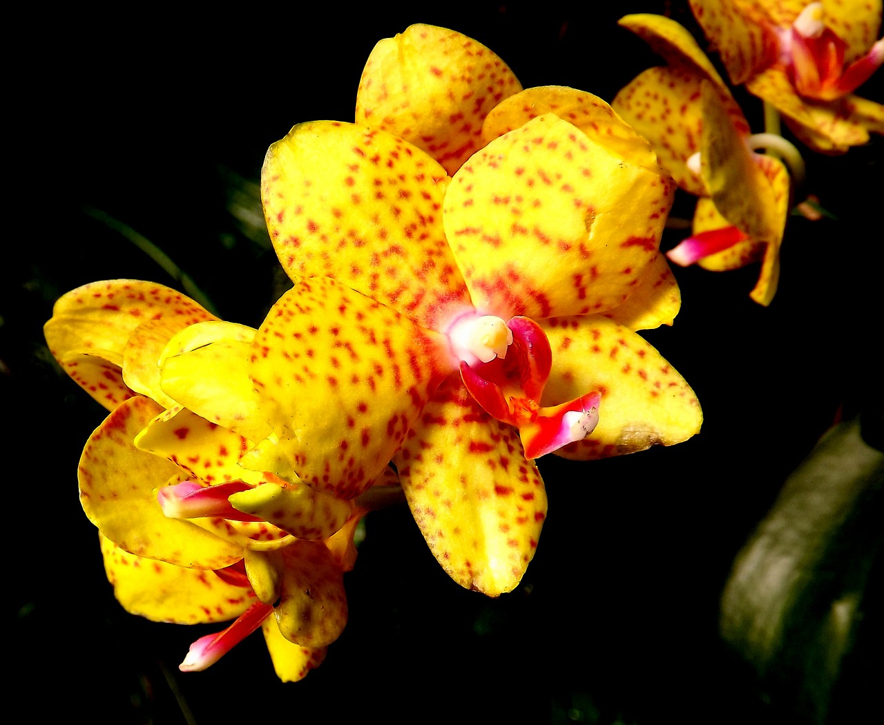 yellow orchid flower free photo