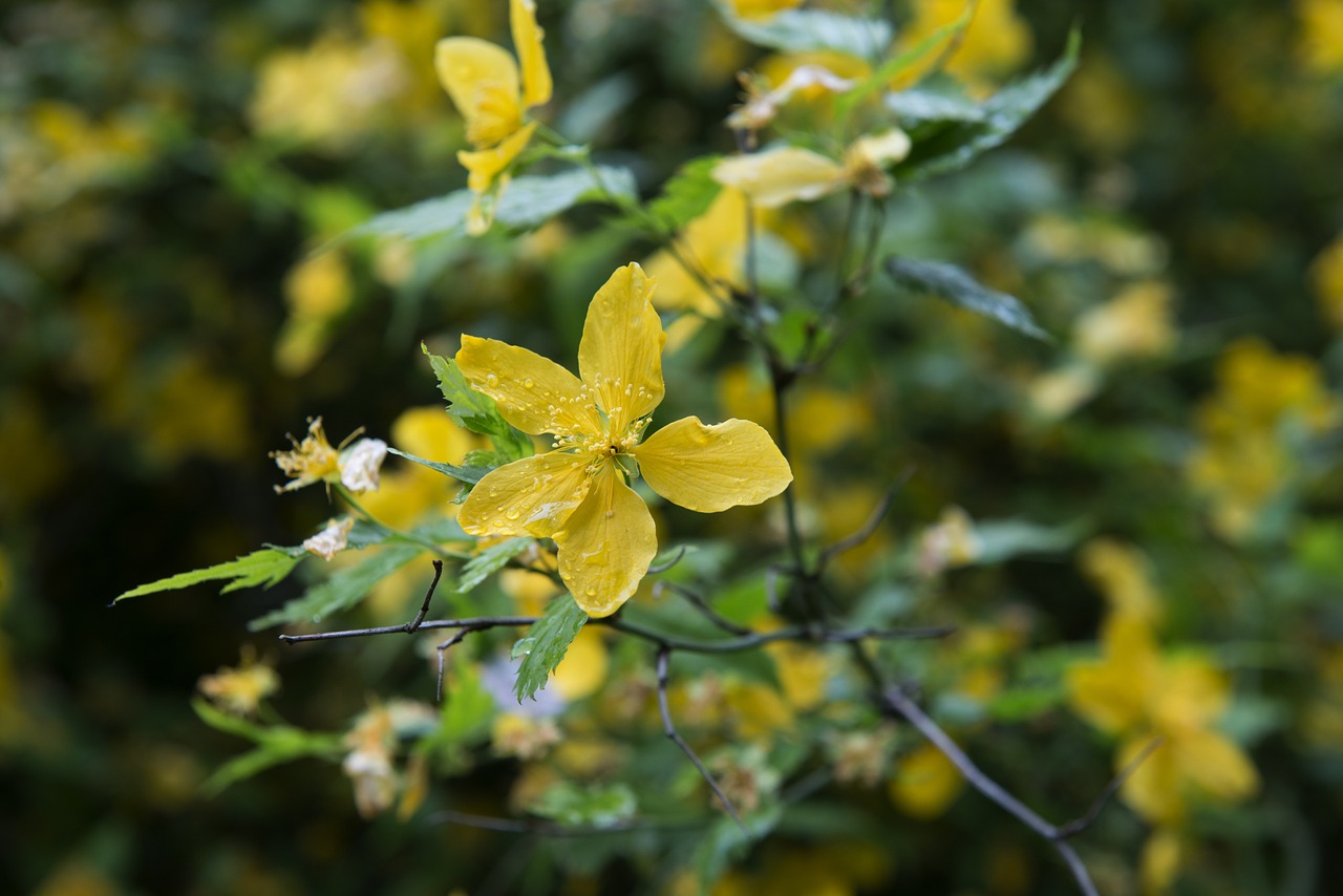 yellow flower plant free photo