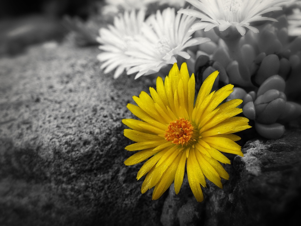 wallpaper background yellow flower free photo