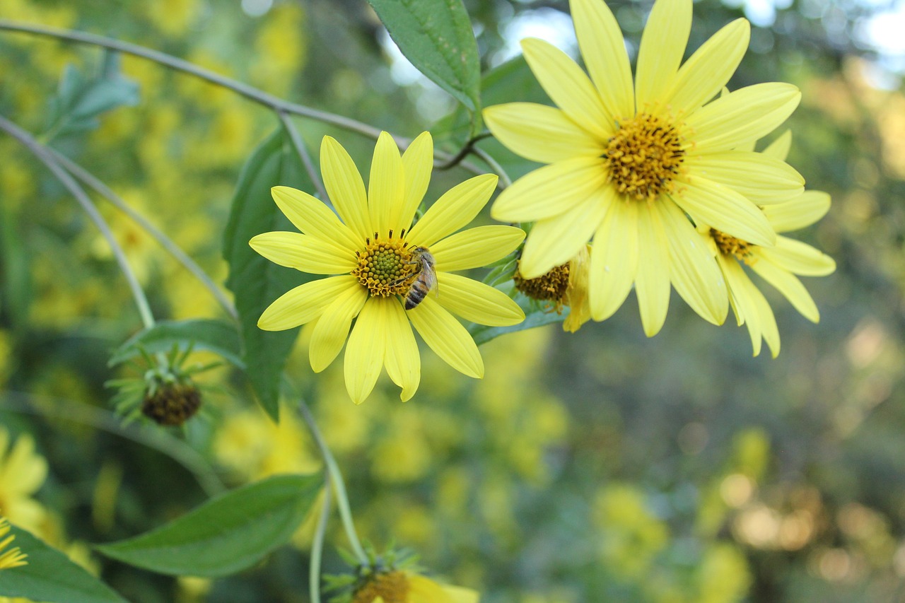 yellow flowers bee free photo