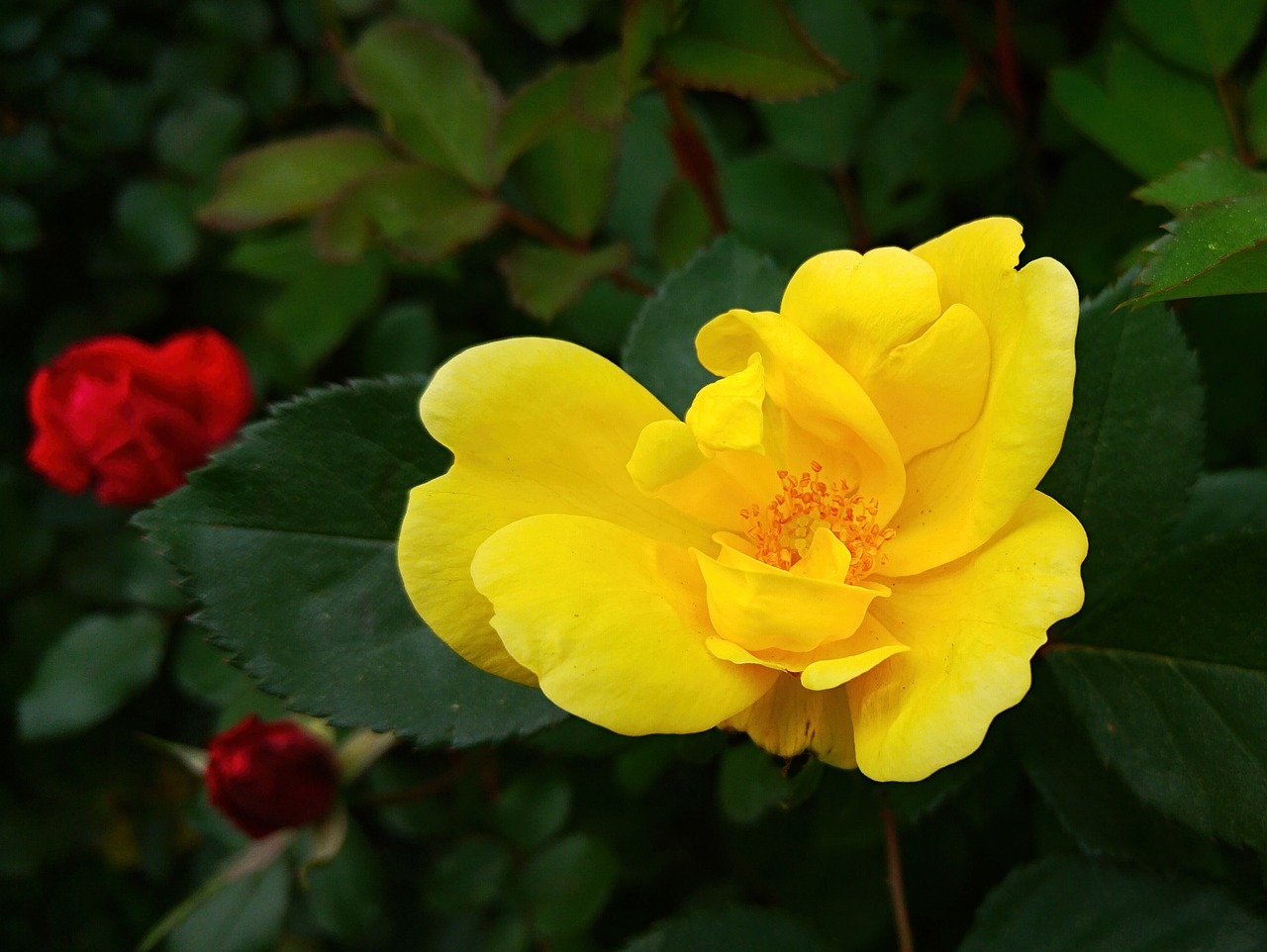 yellow yellow rose rose free photo