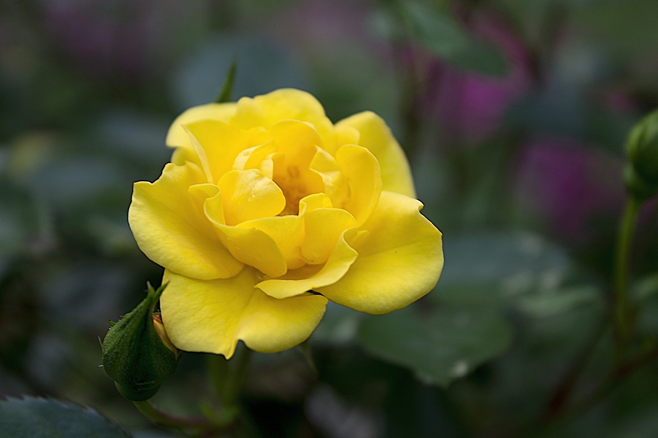 yellow rose yellow rose free photo