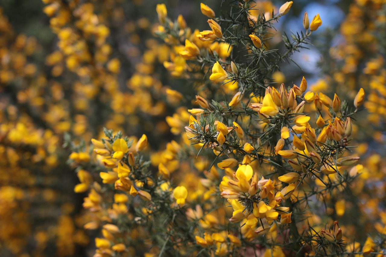 yellow flower nature free photo