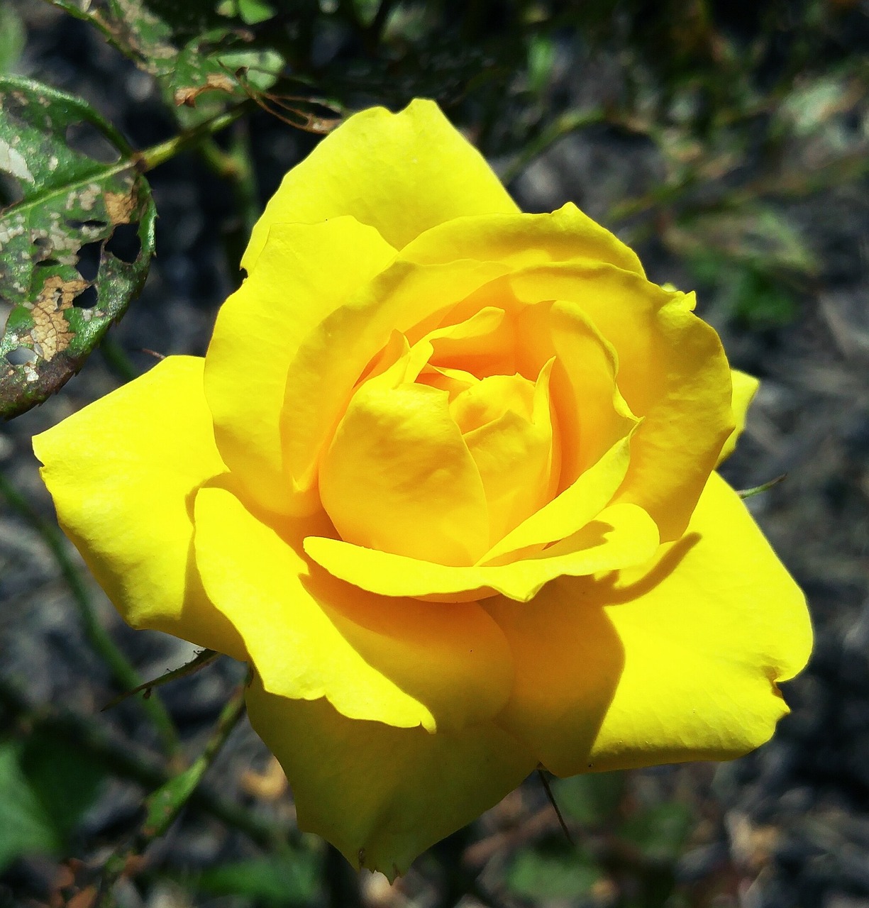 yellow mini rose ohio free photo