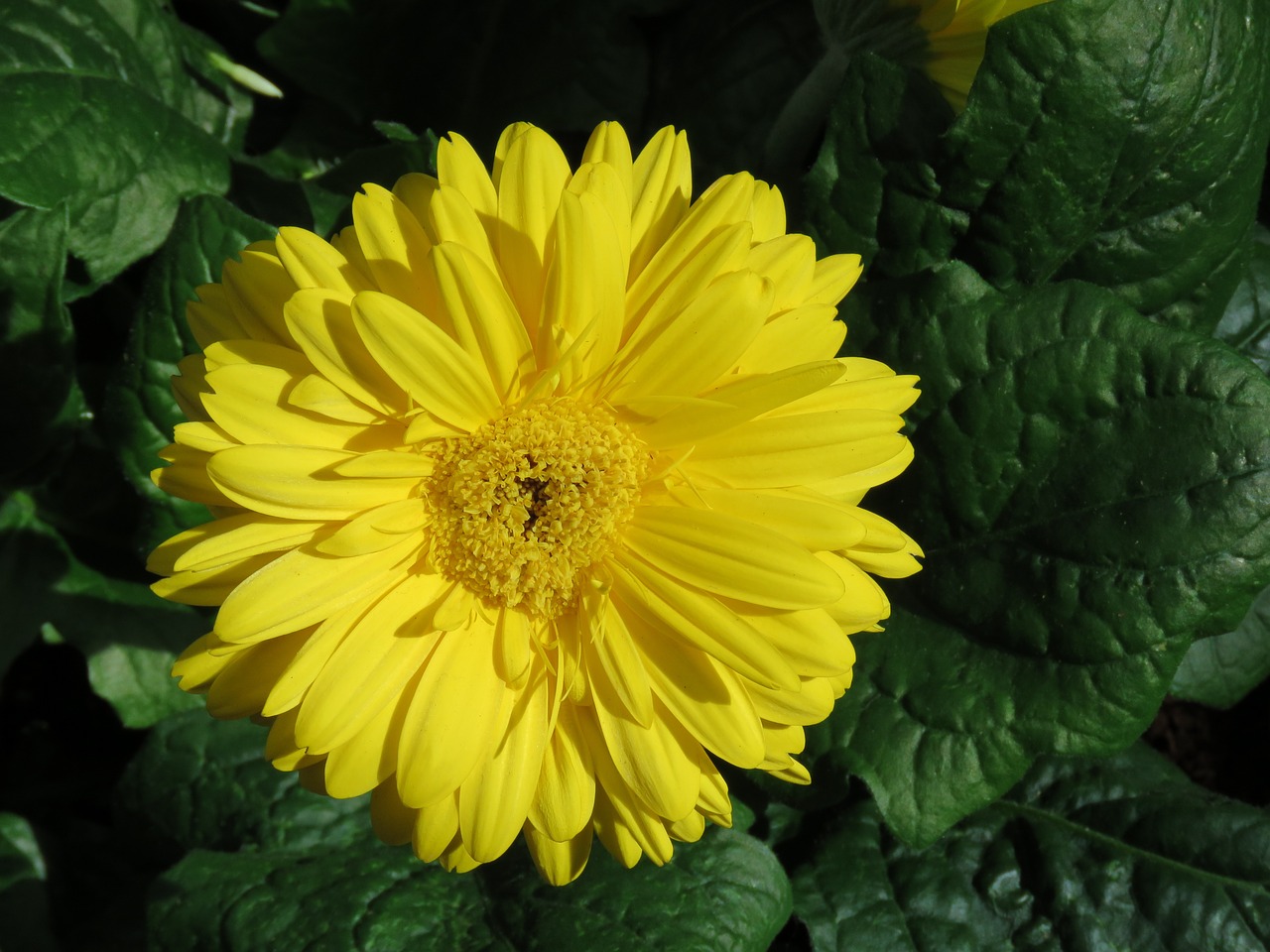 yellow flower close up free photo