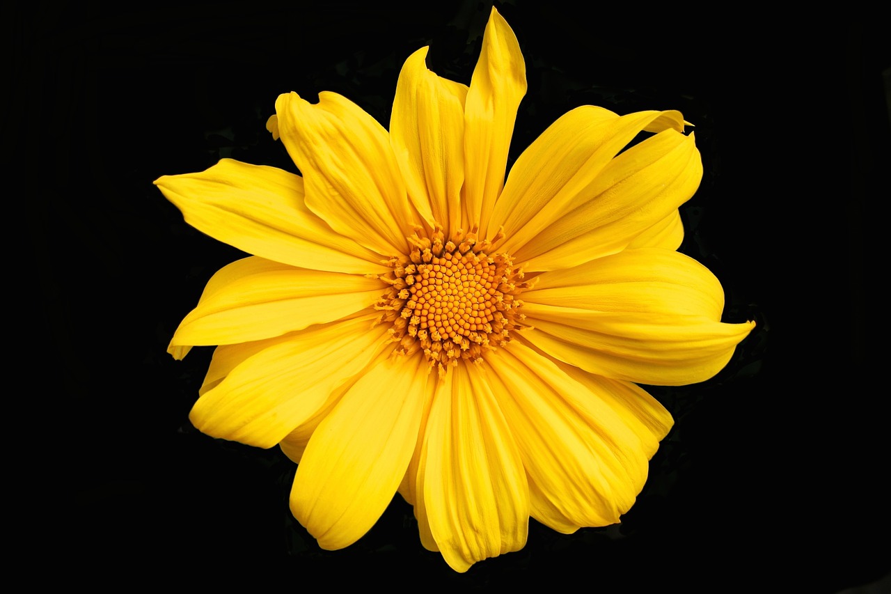 yellow flower spring free photo