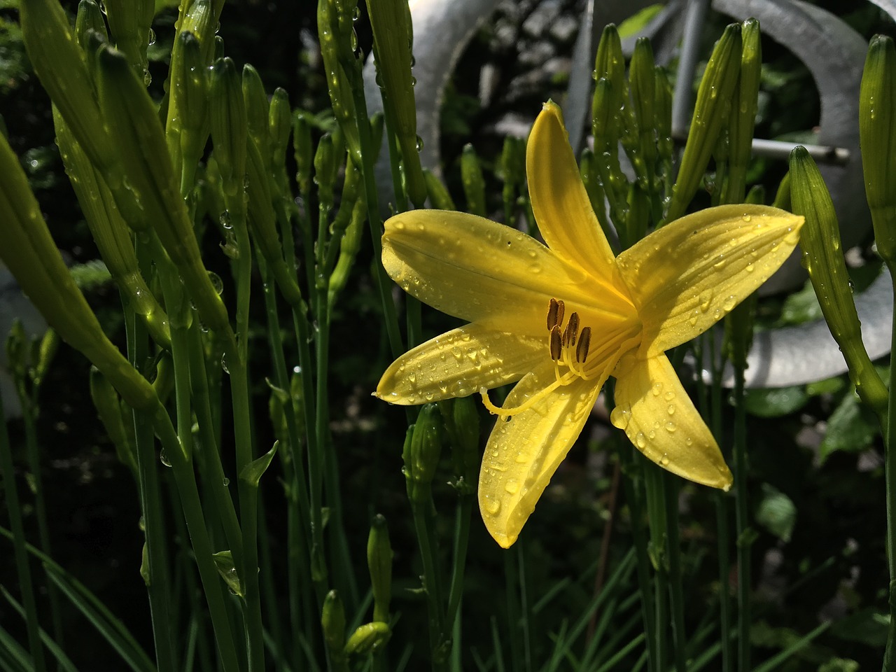 yellow daylily blossom free photo