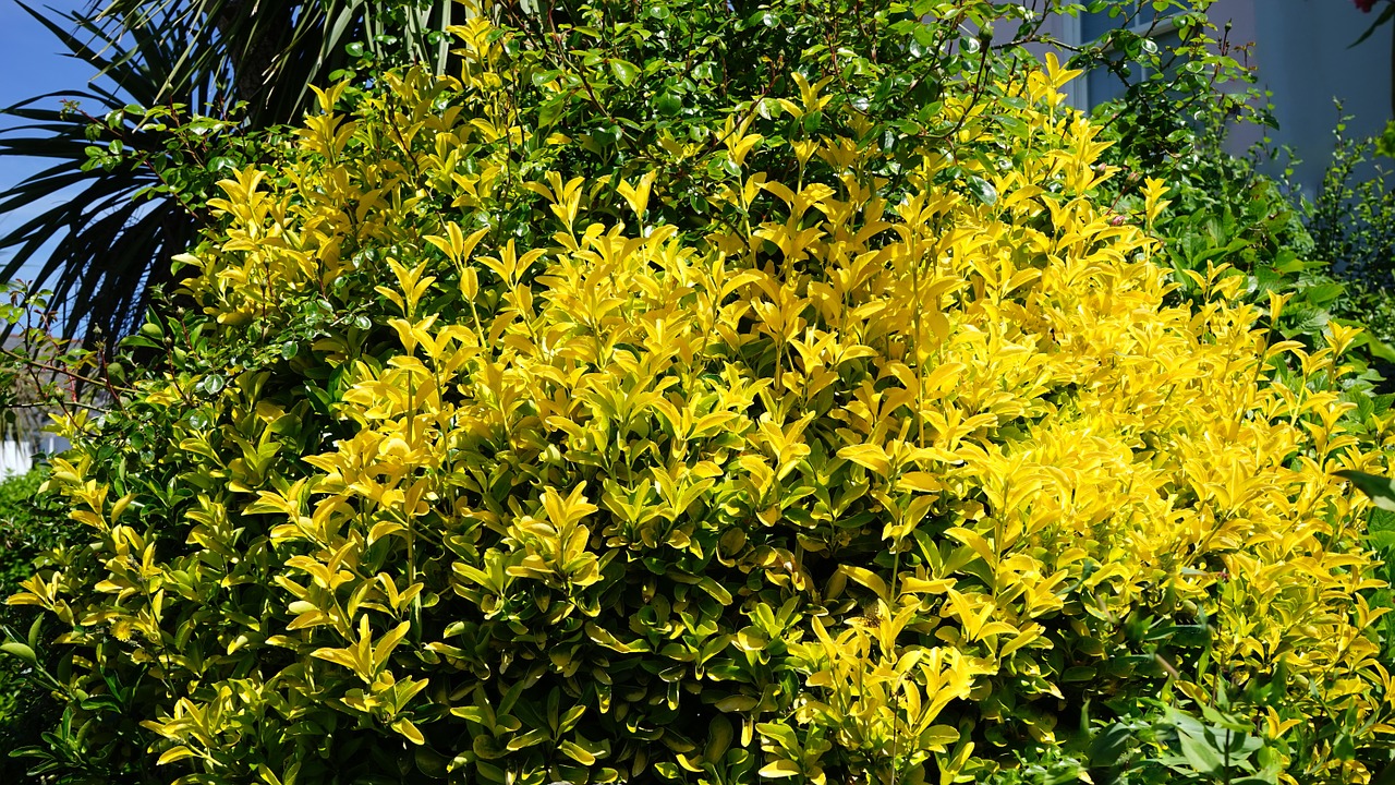 yellow bush plant free photo