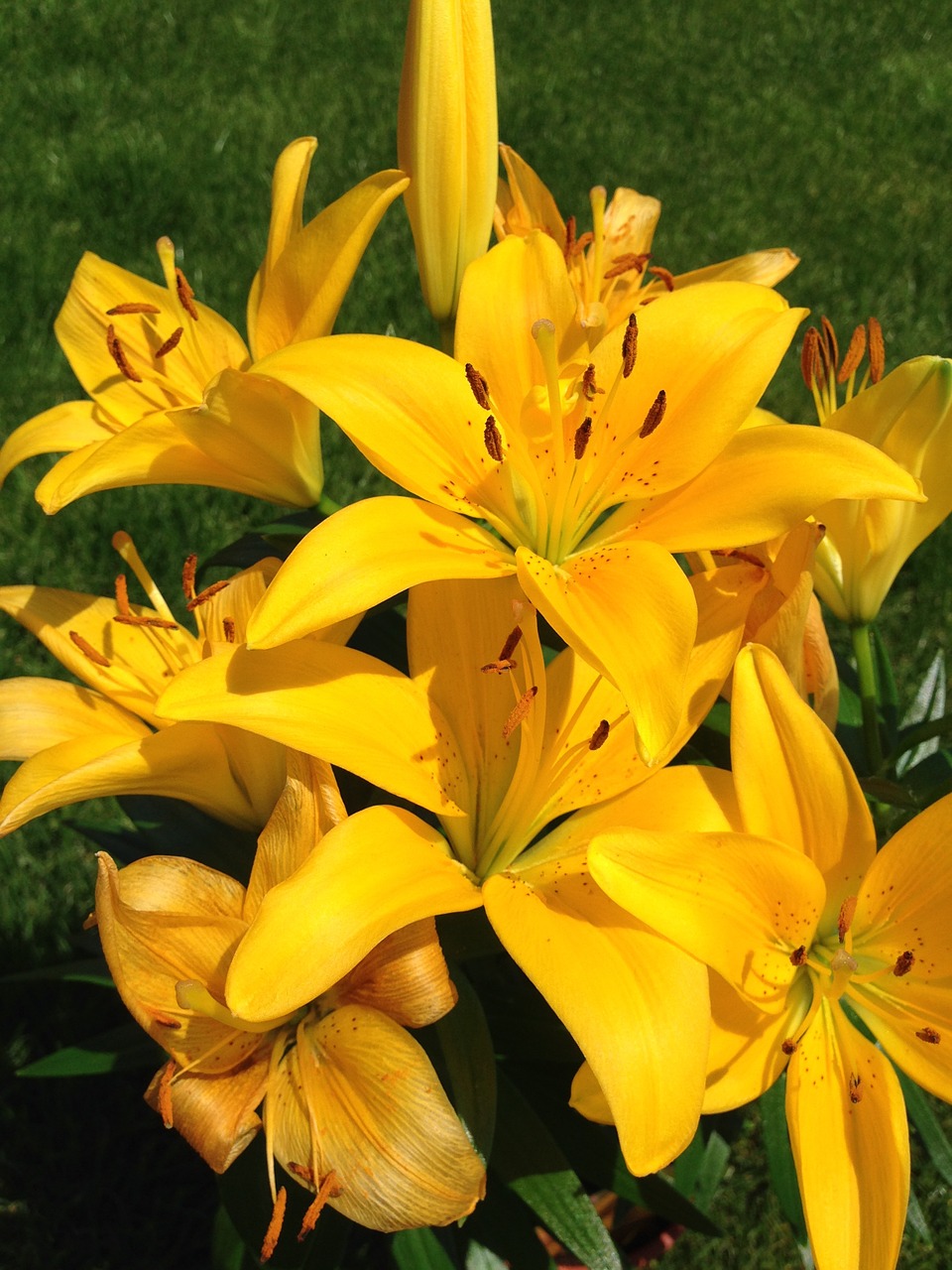 yellow lilium flower free photo