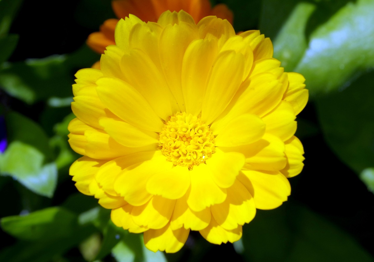 yellow flower flowering free photo