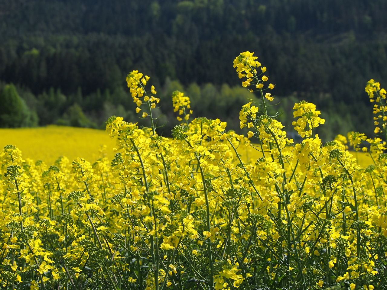 yellow oilseed rape blossom free photo