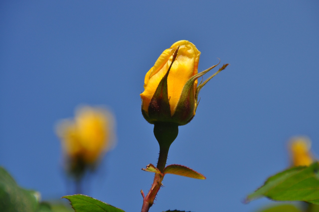 yellow rose rosebud free photo