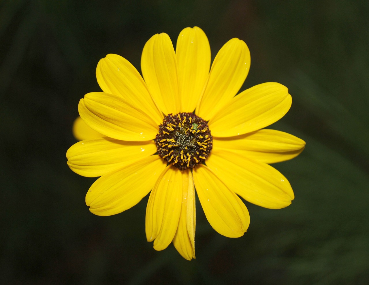 yellow flower spring free photo