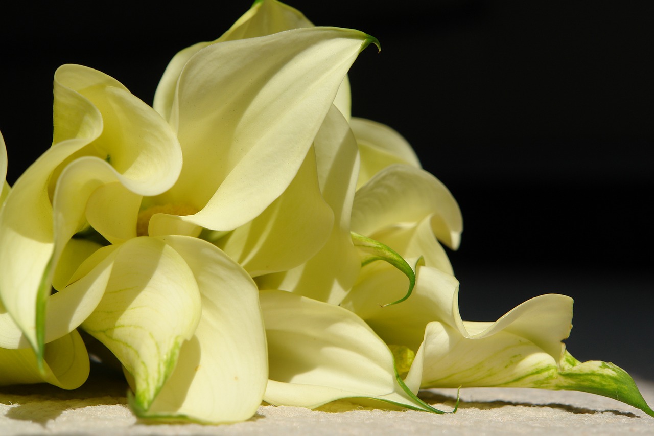 yellow plants flowers free photo