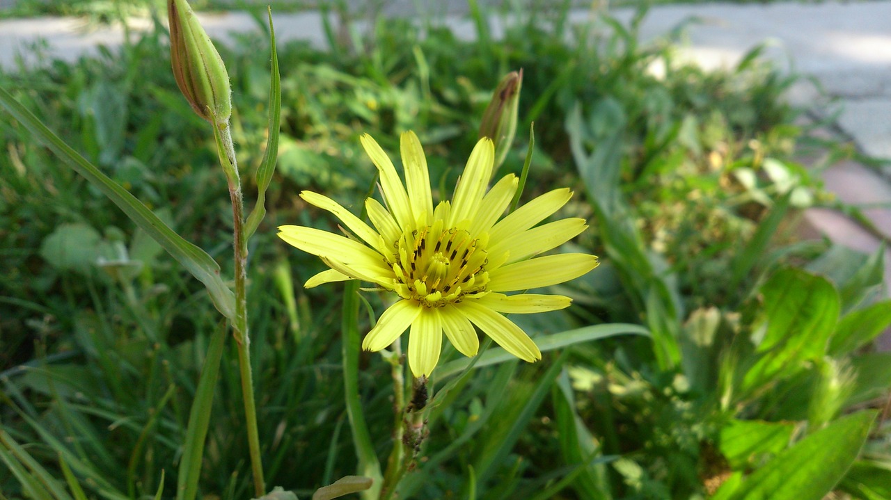 daisy yellow daisy yellow flower free photo