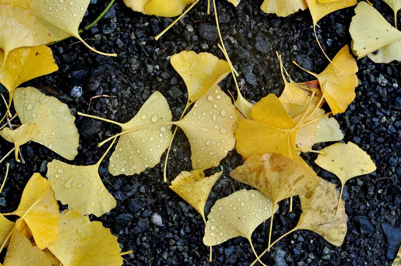 yellow ground autumn free photo