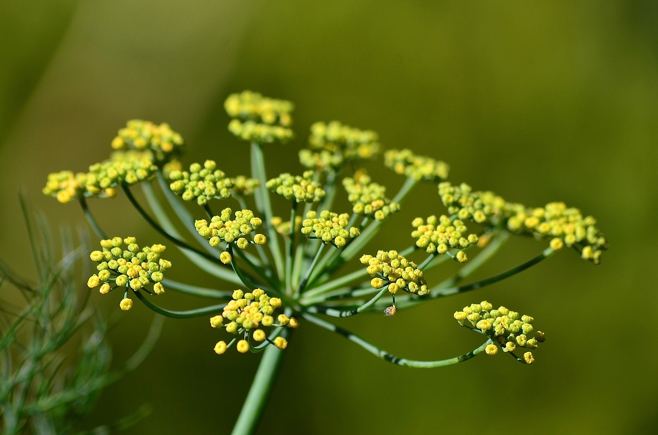 yellow green plant free photo