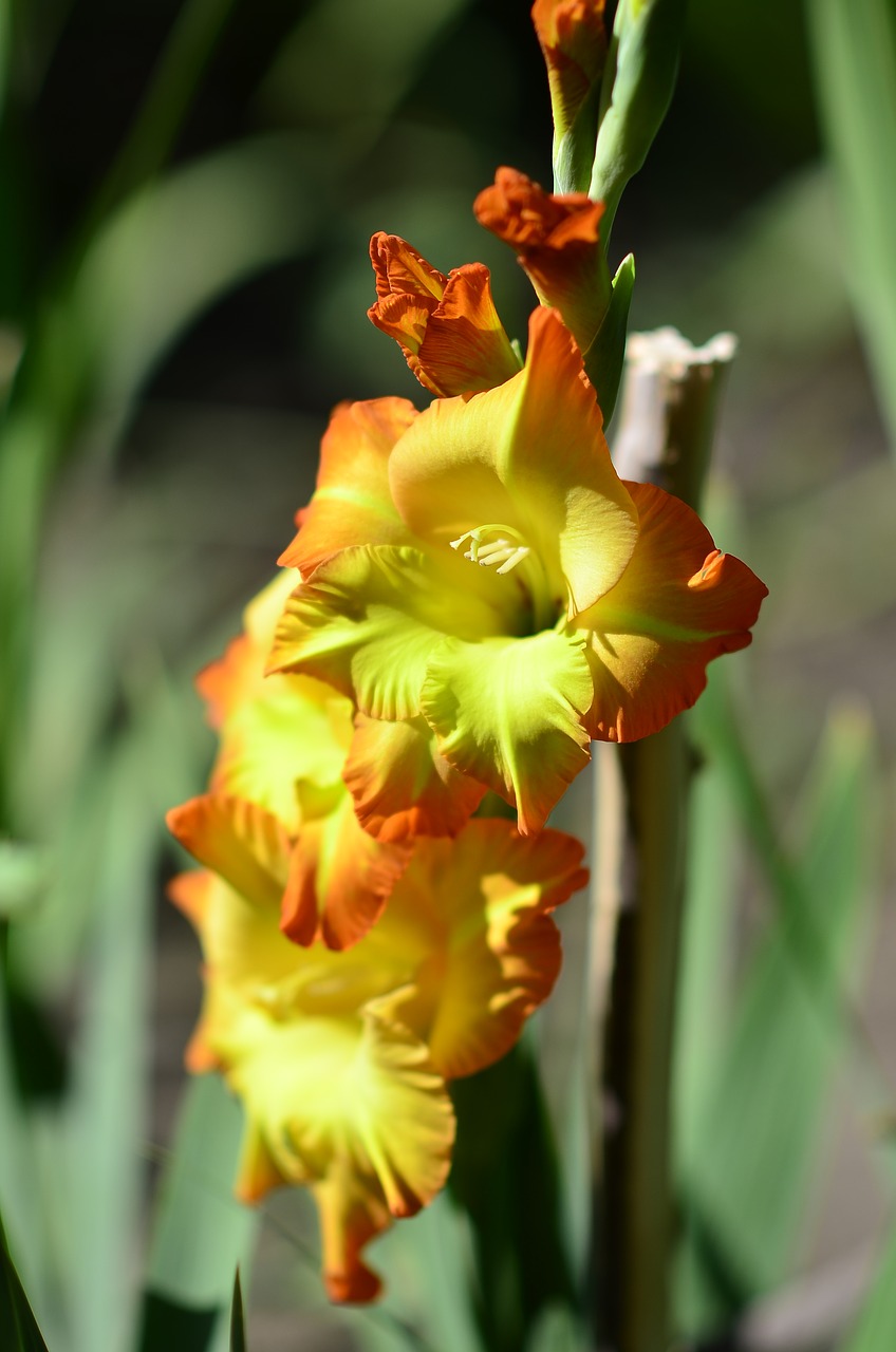 yellow gladiolus flower nature free photo