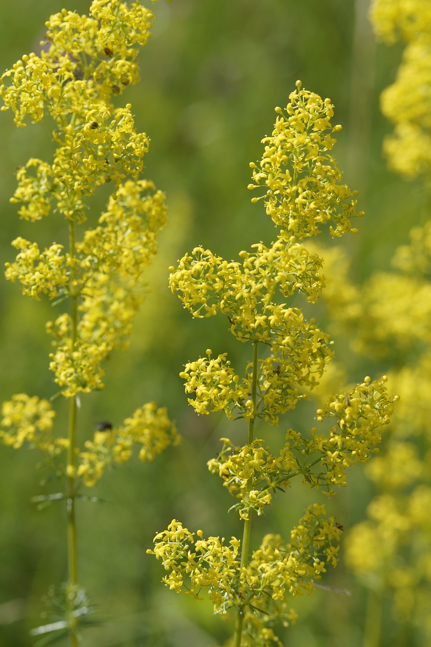 wild flower yellow yellow flower free photo