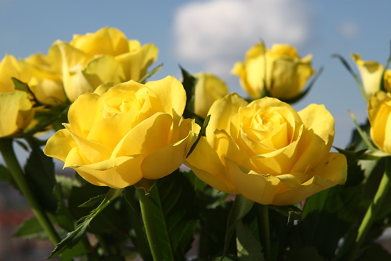 yellow roses flowers free photo