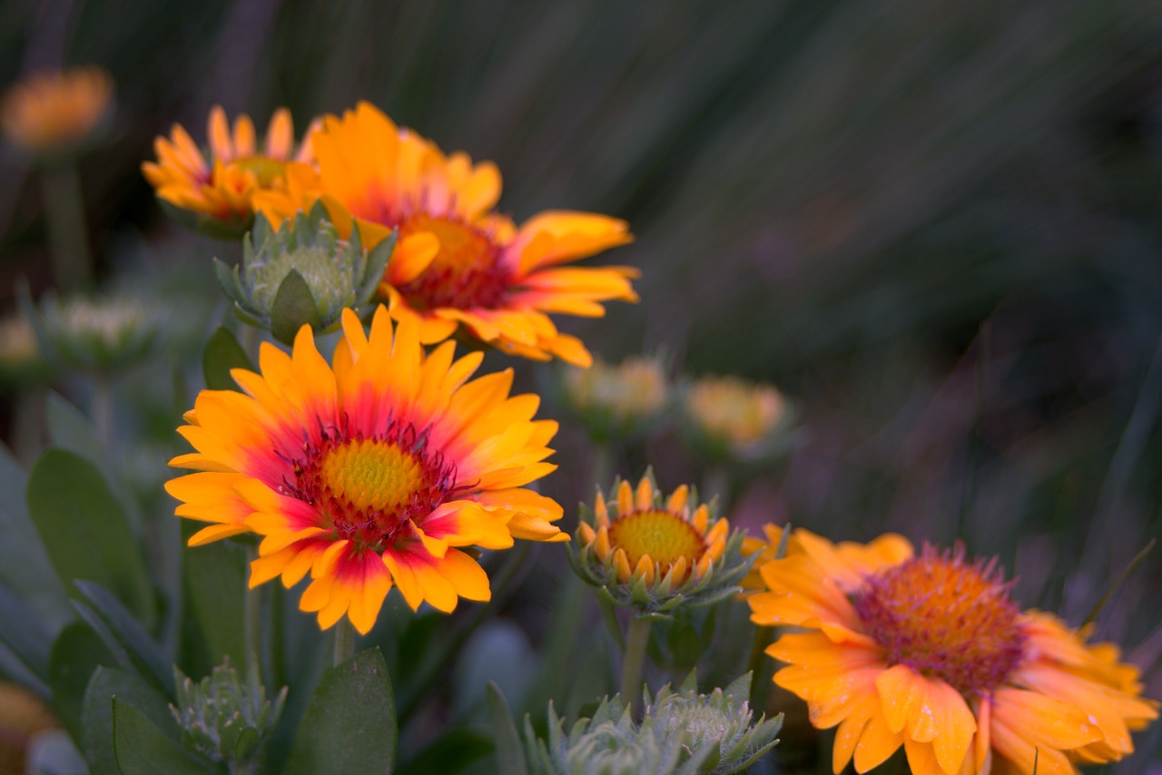 yellow flower astra free photo