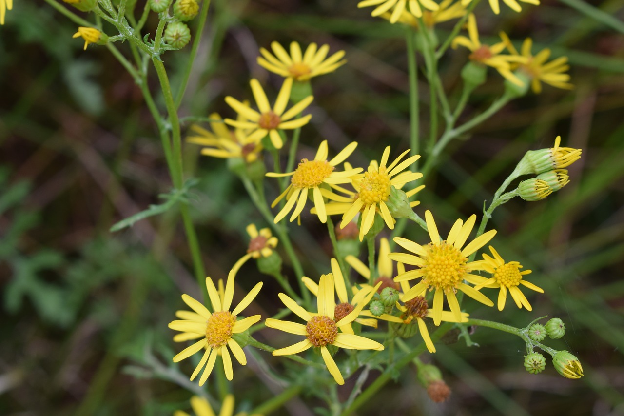 yellow flower color free photo