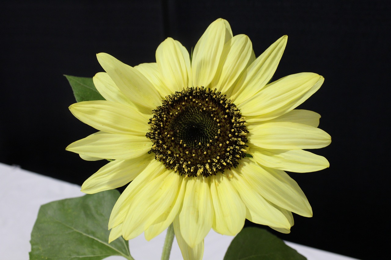 sunflower yellow flower free photo