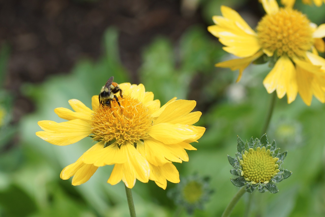 daisy bee yellow free photo