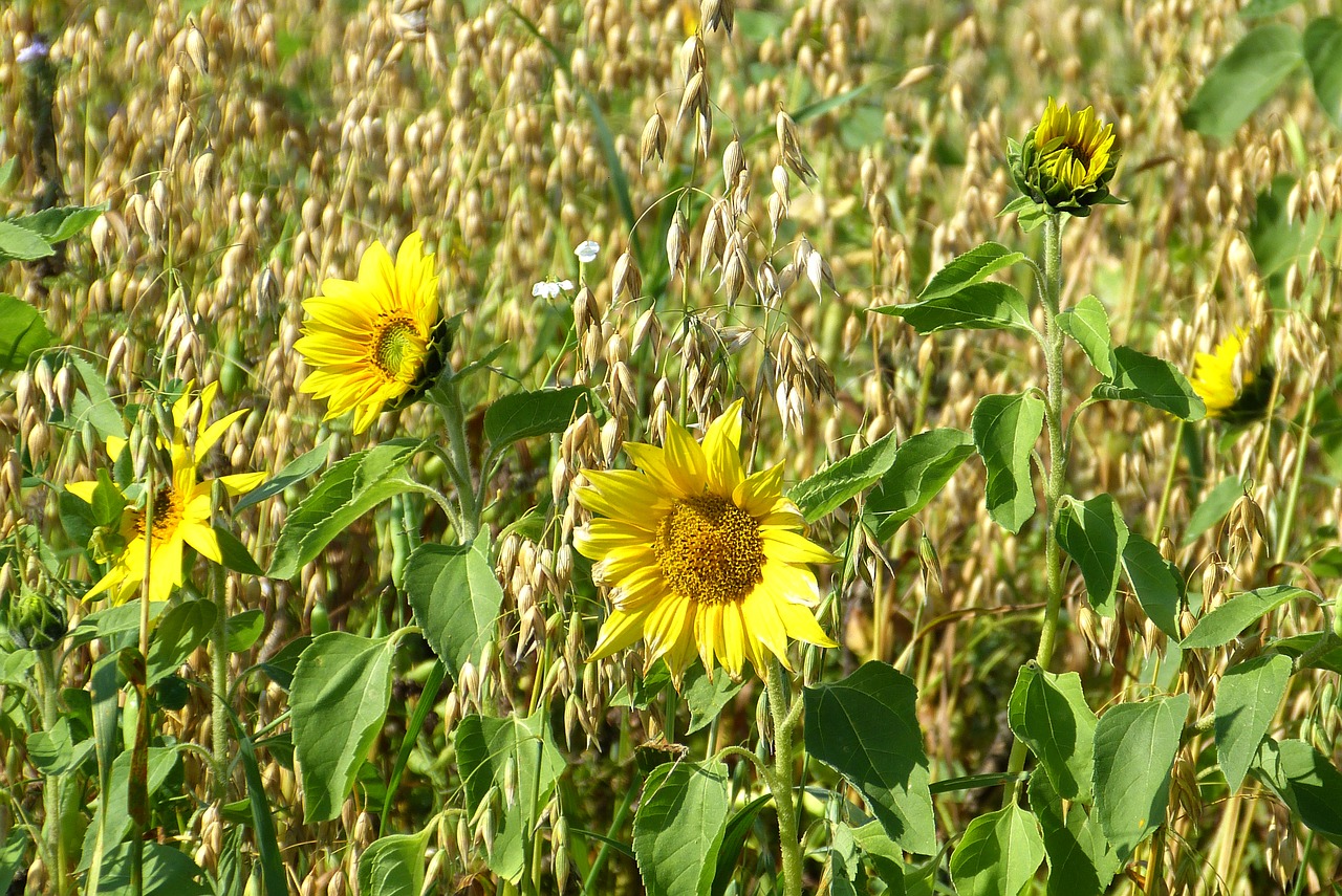 sun flower yellow green free photo