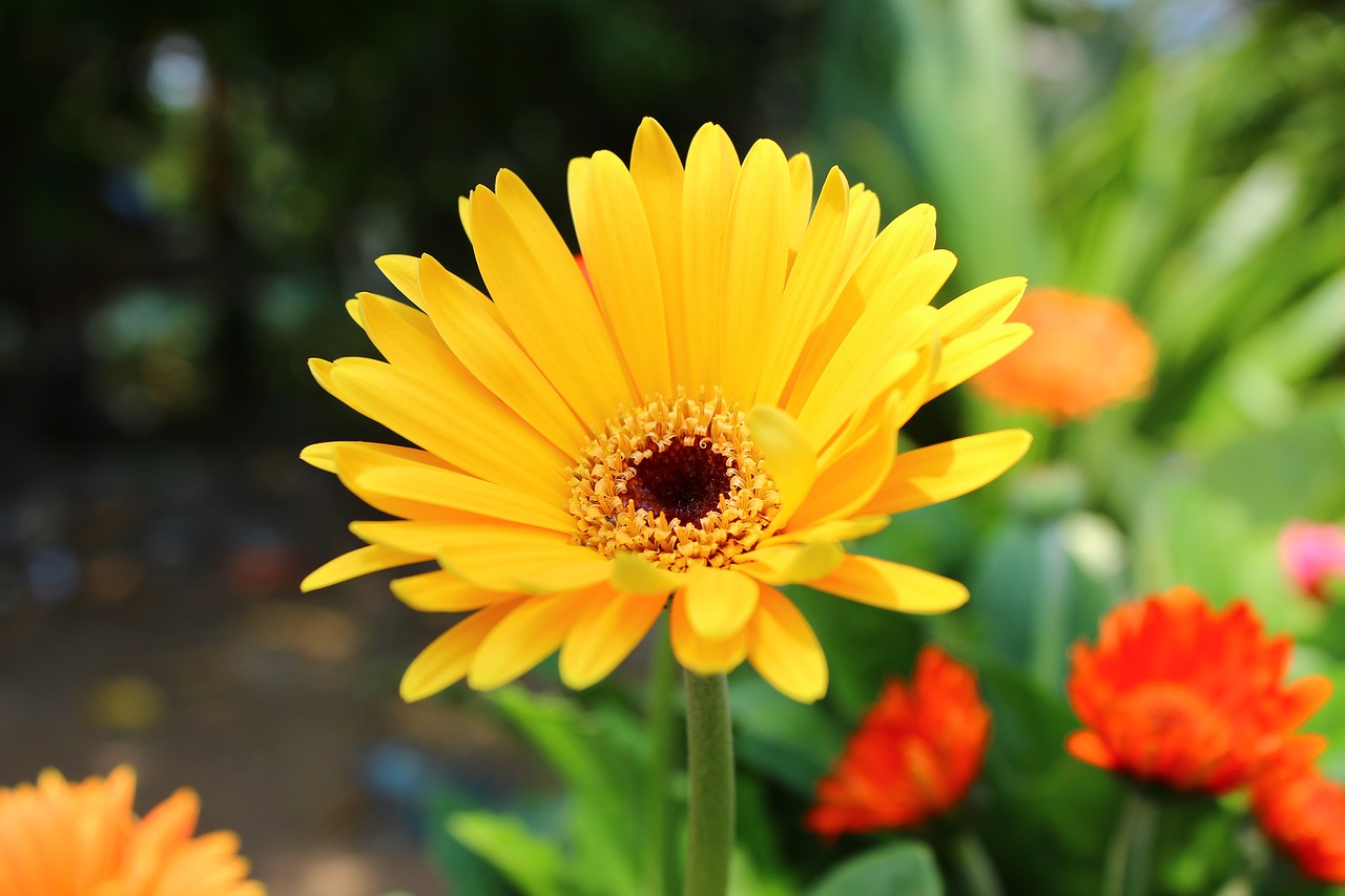 yellow flower garden free photo