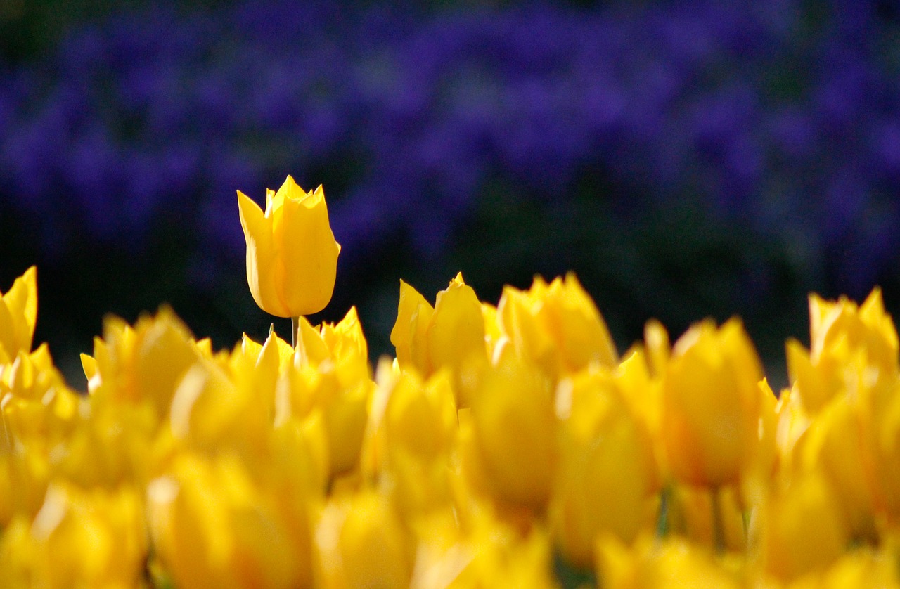 yellow rose garden free photo