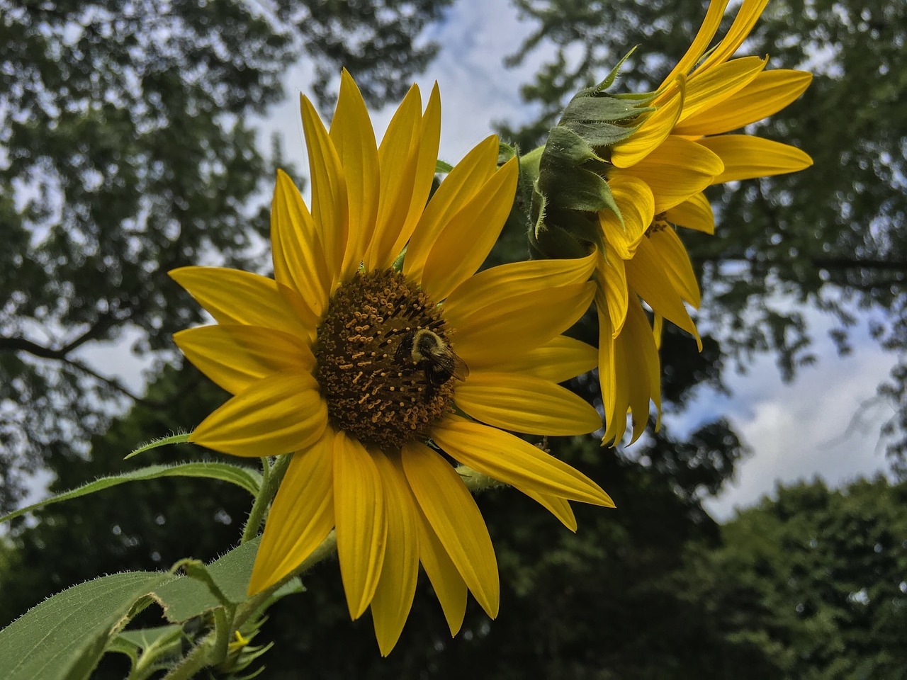 yellow flower nature free photo