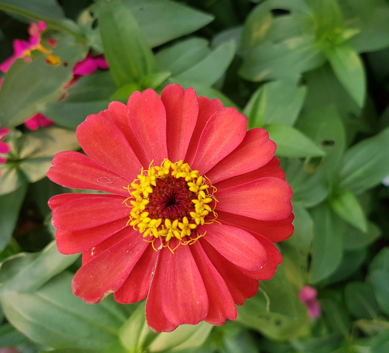 yellow red flower free photo