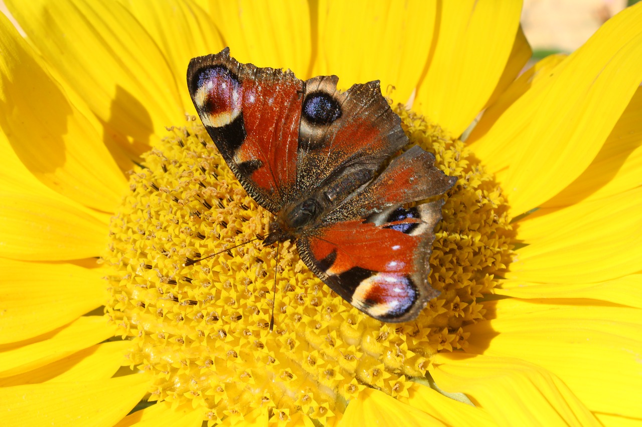 yellow butterfly insect free photo