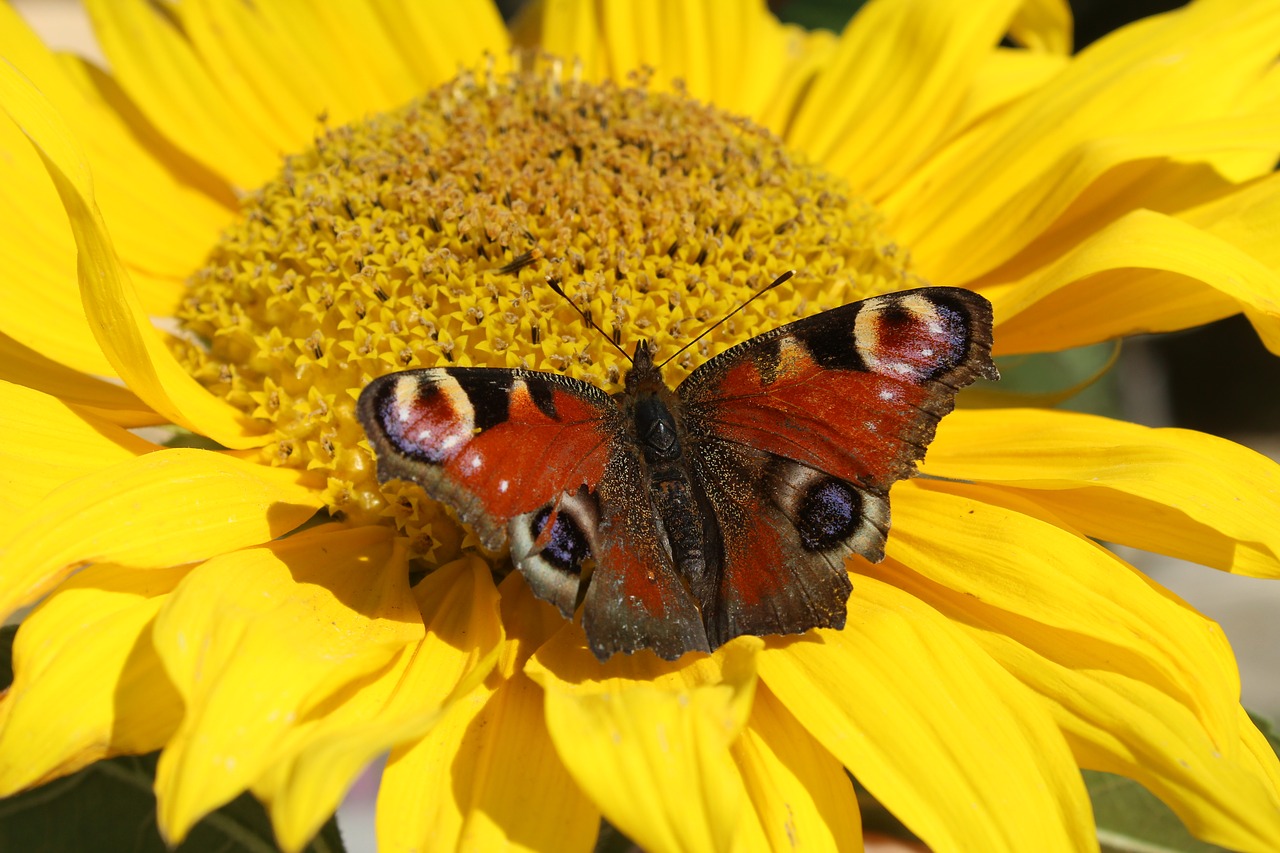 yellow butterfly insect free photo