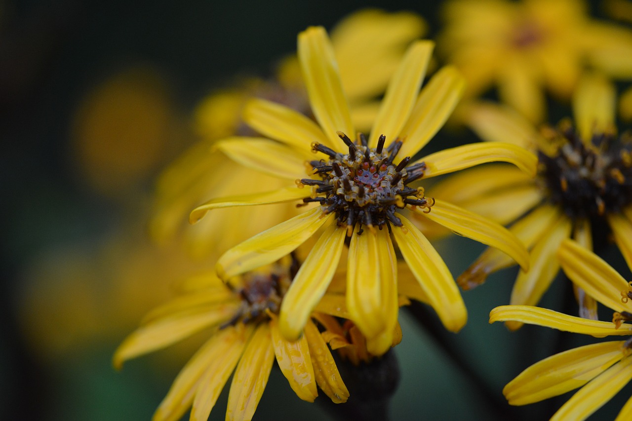 yellow flower plant free photo