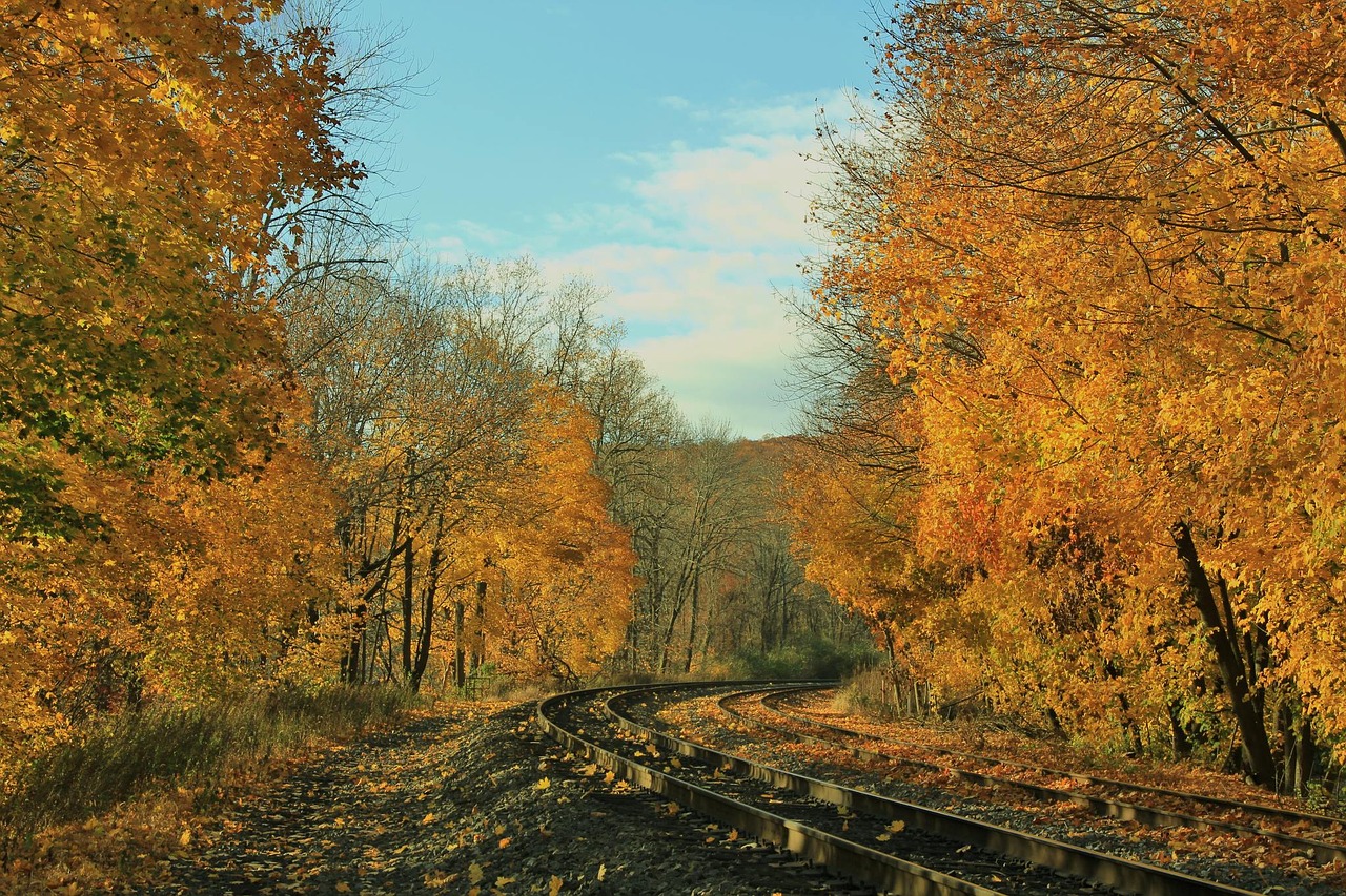 yellow leaves autumn free photo