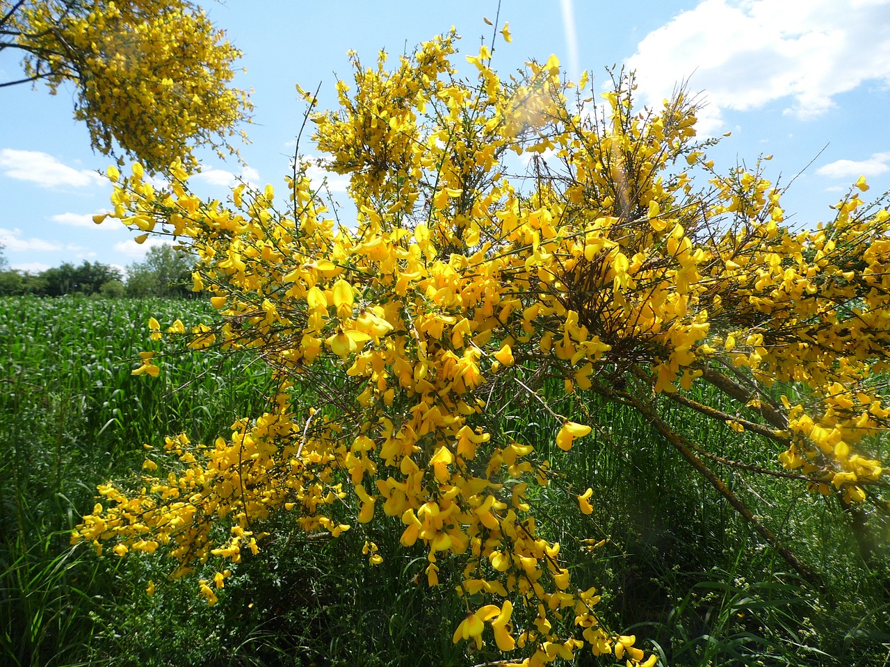 yellow flowers spring free photo