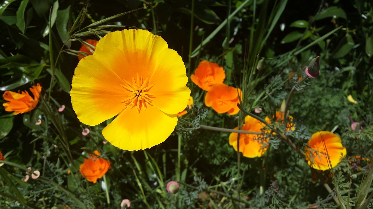 yellow orange flower free photo