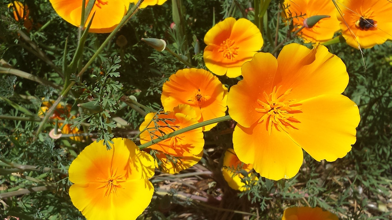 yellow orange flower free photo